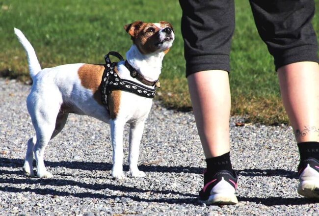 犬の散歩イメージ